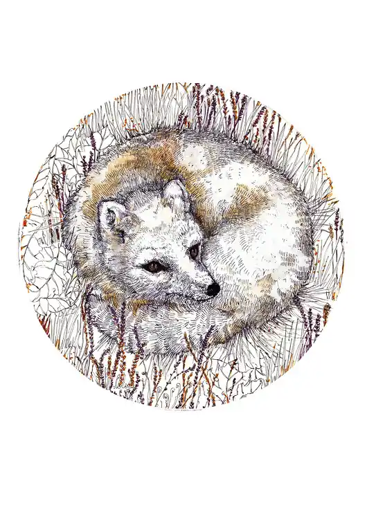 Nowość Lis arktyczny- grafika- ilustracja