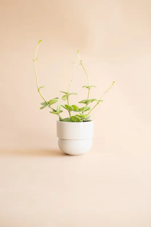 Wyprzedaż Osłonka Runo BEŻOWA (mini) Ø 9,5cm