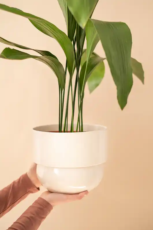 Oferta Osłonka na roślinę Ø20cm Runo Large (beżowa)