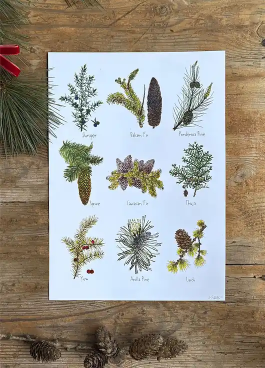 Iglaki - grafika na ścianę- ilustracja- las Bezpieczna płatność