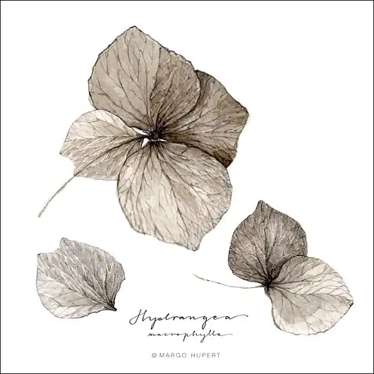 Oferta limitowana Kwiat hortensji / Fine Art print