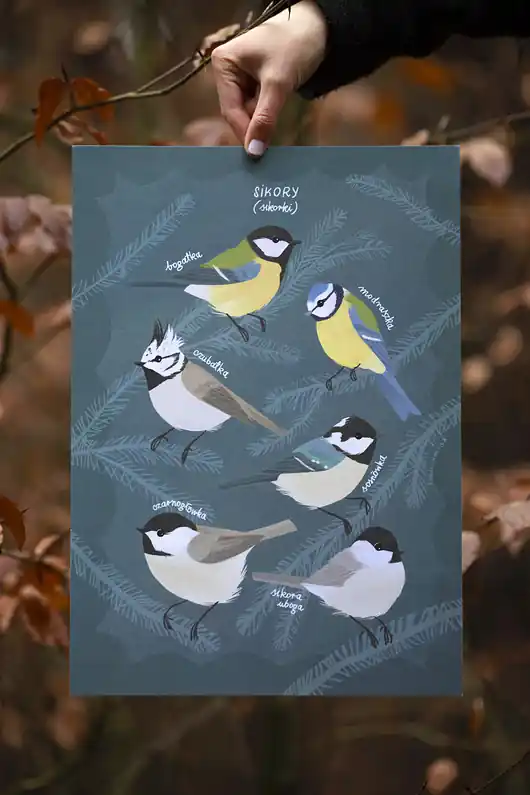 Tylko dziś Plakat A3 Sikory