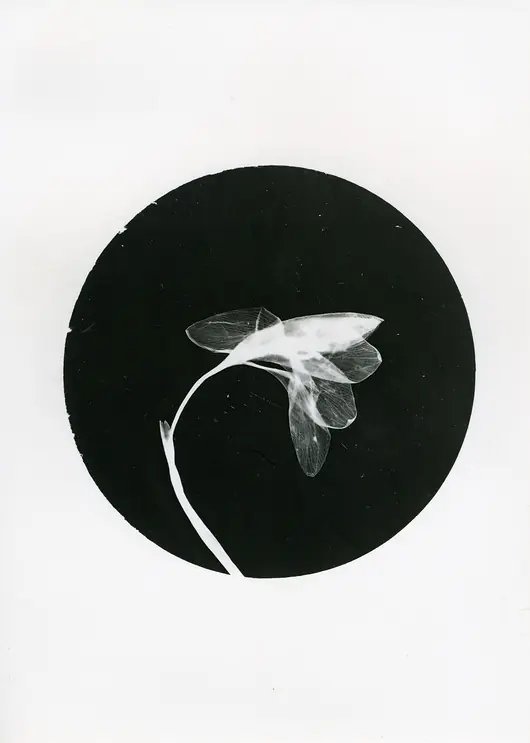 Tani Krokus_1_