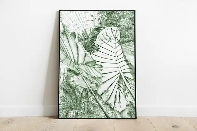 Premium Plakat Alokazja
