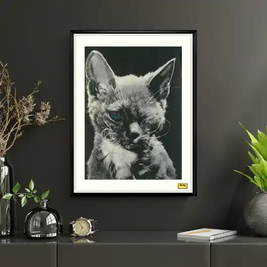 Oprawiony plakat KOT NIEBIESKIE OKO Zniżka