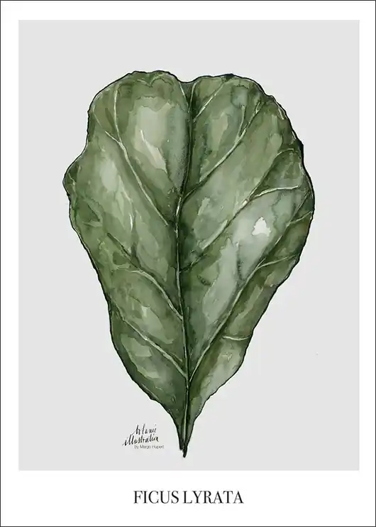 Plakat Wydruk Ficus Lyrata 50x70 cm Okazja