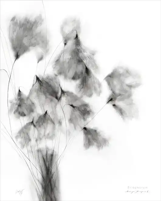 Wełnianka Eriophorum print / 40x50 cm Kup teraz