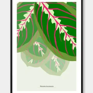 Tylko do końca tygodnia Plakat Maranta