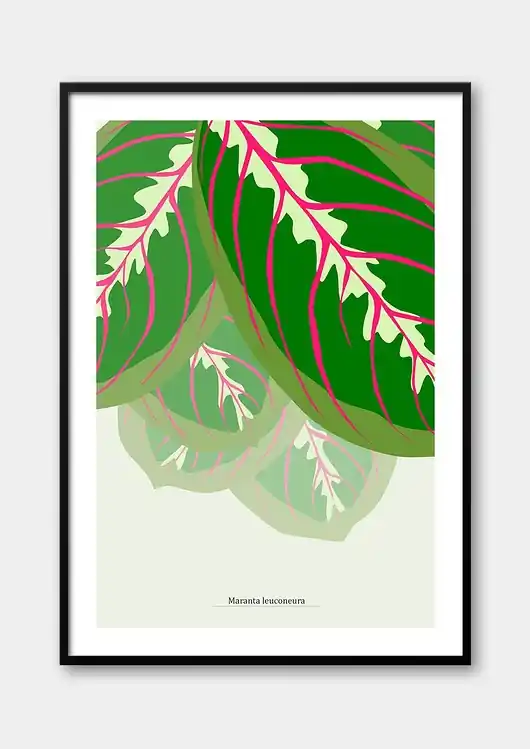 Tylko do końca tygodnia Plakat Maranta