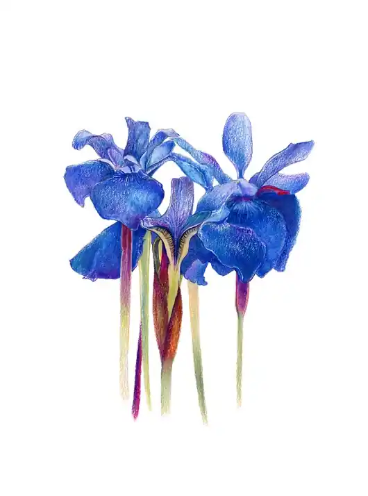 Plakat Iris sibirica Tylko dziś