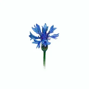Nie przegap Plakat Centaurea