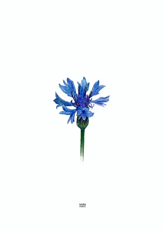 Nie przegap Plakat Centaurea