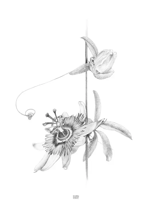 Plakat Passiflora caerulea III Obniżka ceny