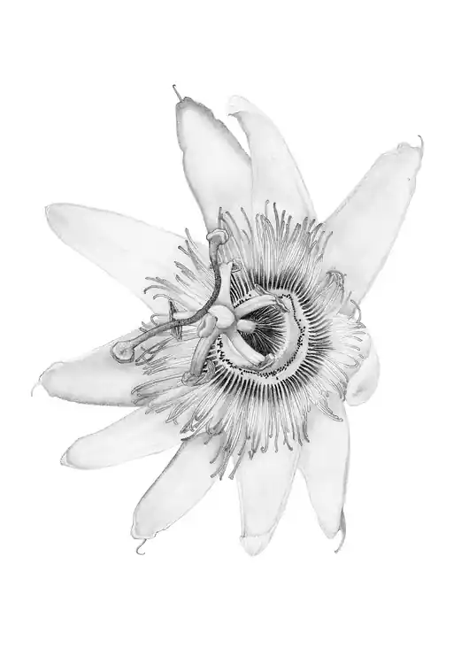 Niska cena Plakat Passiflora caerulea