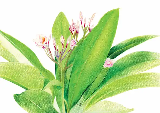 Plakat Plumeria II Zamów dziś