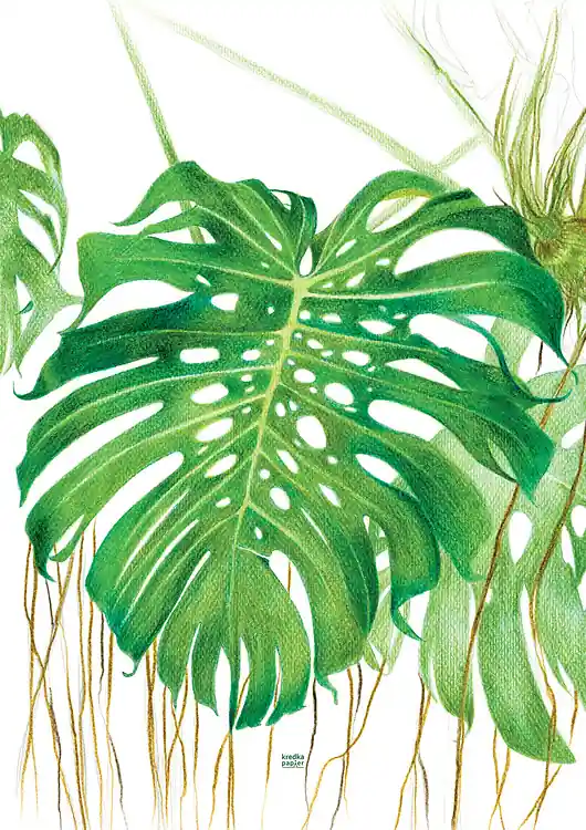 Plakat Monstera Deliciosa Tylko dziś