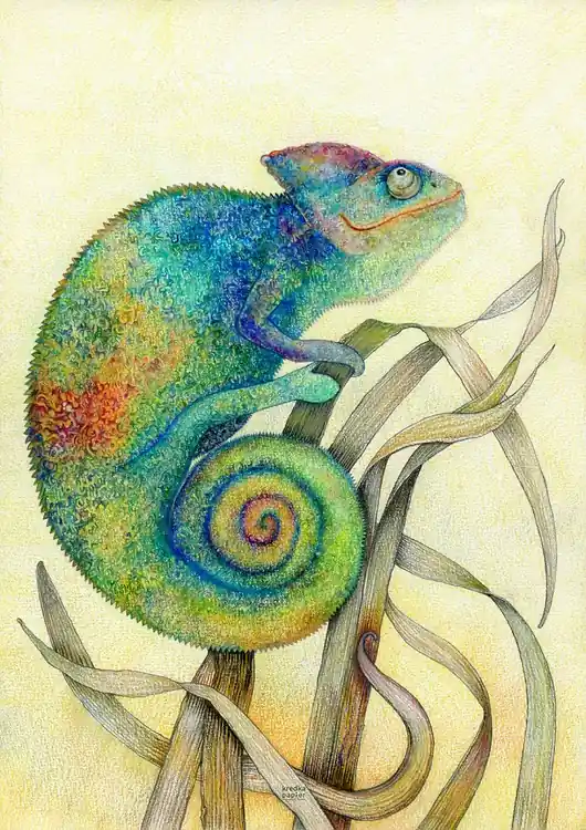 Oferta Plakat Cameleon