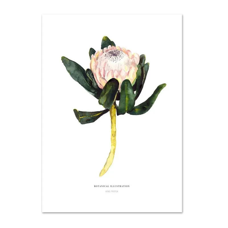 Super okazja Plakat Leo La Douce King Protea, 21x29,7 cm Bonami