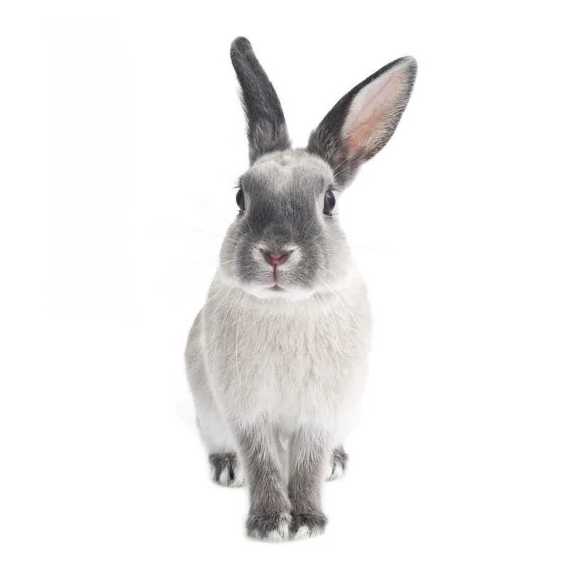 Tylko dziś Naklejka ścienna Dekornik Rabbit Harry, 53x115 cm Bonami
