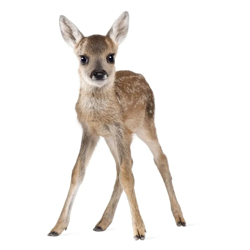 Naklejka ścienna Dekornik Deer Lucy, 72x115 cm Bonami Nowy